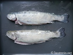 Forelle aus dem Ofen - Fisch zum Karfreitag